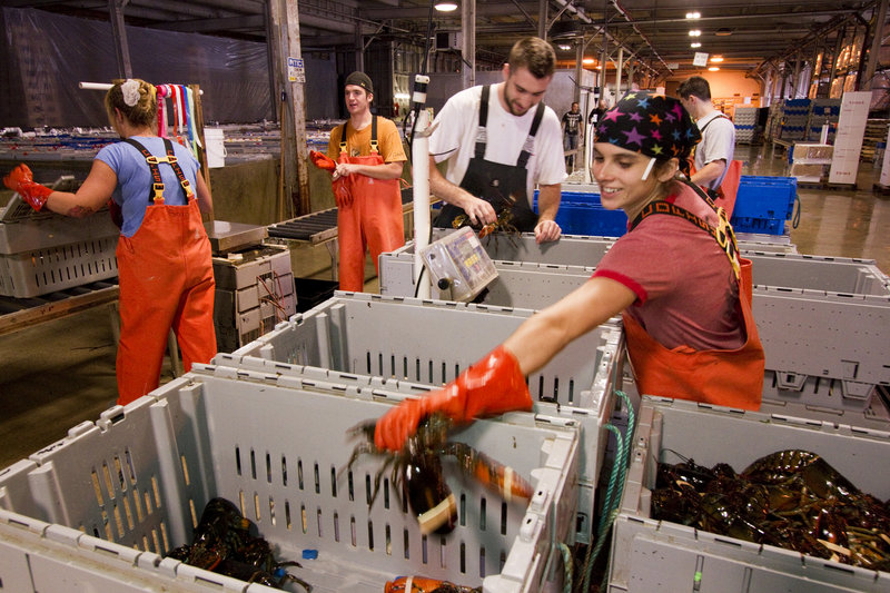 Ready Seafood Co. workers, including Faith Hammond, right, pack lobster on the Maine State Pier. Ready’s request to extend its lease through 2015 started a vigorous debate at a Community Development Committee meeting.