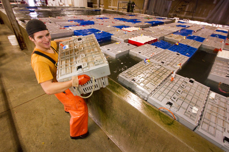 Ready Seafood employee Derek Pelletier carries a crate of lobster from the large pool at the company’s Maine State Pier facility in Portland.