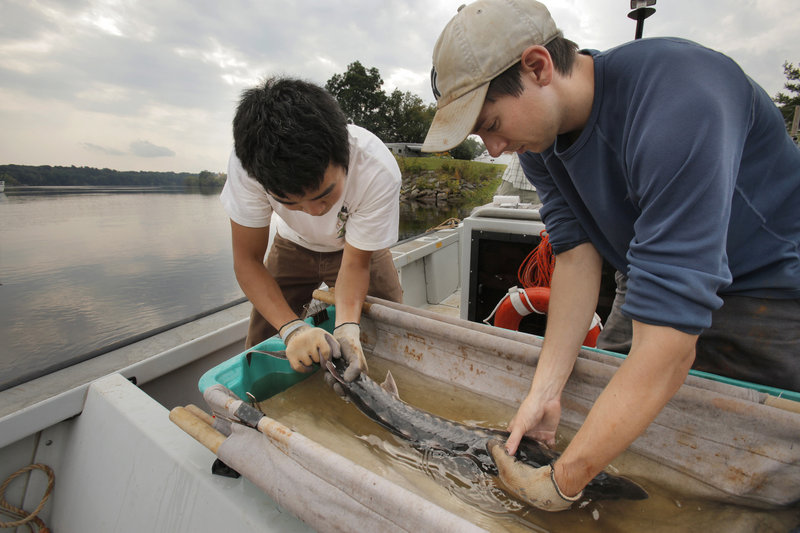 Matt Altenritter, left, and Kevin Lachapelle tag a sturgeon that they netted in the Penobscot River in Hampden on Wednesday. The two are graduate students at the University of Maine, and their research will be used by the Penobscot River Restoration Trust.