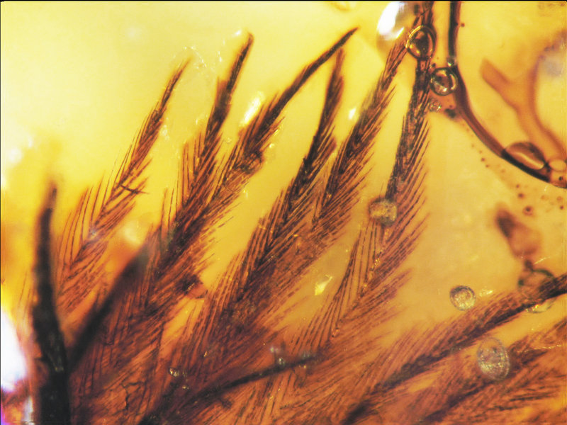 Photo shows an overview of 16 clumped feather barbs in a Canadian Late Cretaceous amber specimen.