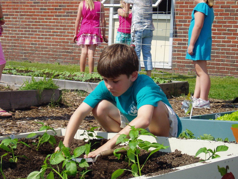 In another bed at the Wentworth School Community Garden, a student plants peppers. School gardens can be used for hands-on learning in a variety of subjects, says Kat Coriell of the Maine School Garden Network.