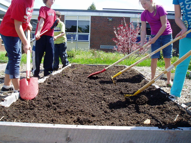 In Scarborough, Wentworth Intermediate School students ready a raised bed.