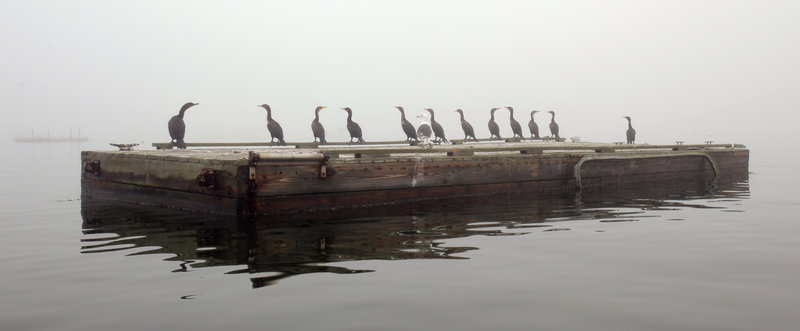 Cormorants gather on a float in Friendship Harbor.