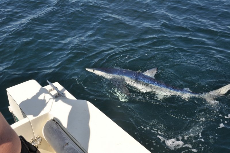A blue shark approaches a fishing boat in the Gulf of Maine. Fall is a great time for anglers to find several types of sharks feeding in coastal waters.