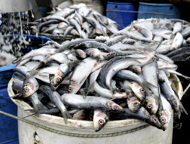 The draft plan developed by the New England Fishery Management Council aims to cut down on the marine life unintentionally killed by the herring fishery, and provide better information on the health of herring stocks.