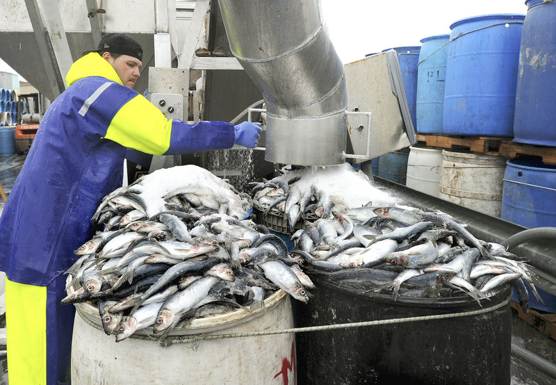 Mike Randall unloads and salts herring into barrels Thursday at Dropping Springs Bait Co. on the Portland Fish Pier. As the lobster season shifts into high gear, ensuring a good supply of herring for bait is vital, said Jeff Legere, operations manager at the bait company.
