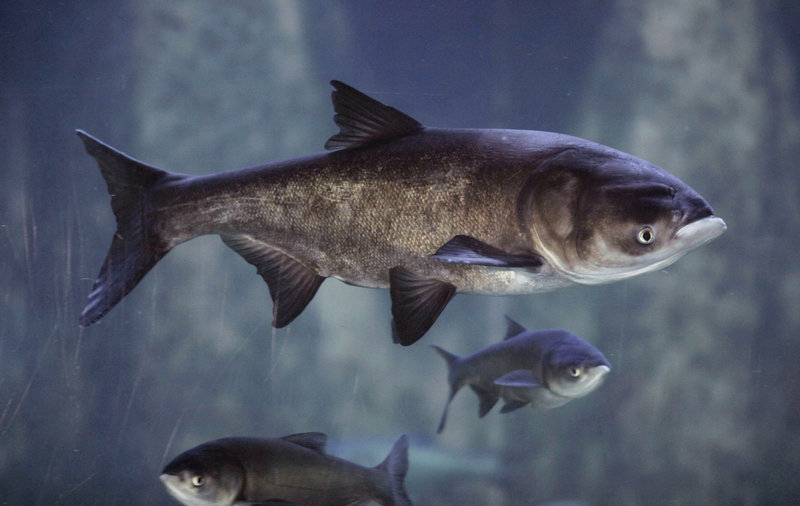 Asian bighead carp swim in an exhibit at Chicago’s Shedd Aquarium. Illinois officials say using the invasive fish as food would reduce its threat to native Great Lakes species and meet the needs of record numbers of people facing hunger.