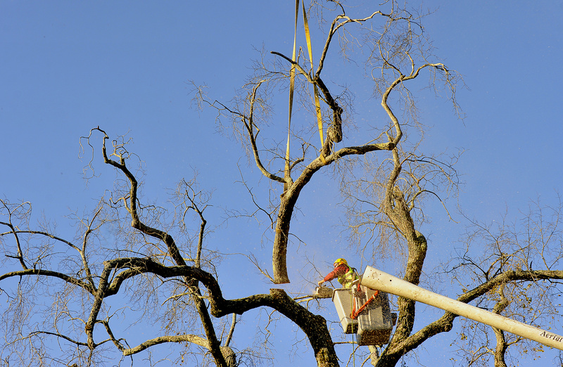 Elsa the Elm is cut down in Scarborough at the Oak Hill intersection today. Allen Gaddy, an arborist for Bartlett Tree Experts, a Scarborough company, begins the process of removing the branches before the tree is severed at the ground level.