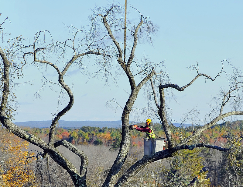 High above the surrounding fall foliage, Allen Gaddy, arborist for Bartlett Tree Experts, cuts limbs off the elm tree at Oak Hill in Scarborough. The town decided in August that the old tree, dubbed Elsa, posed too great a risk to pedestrians and traffic.