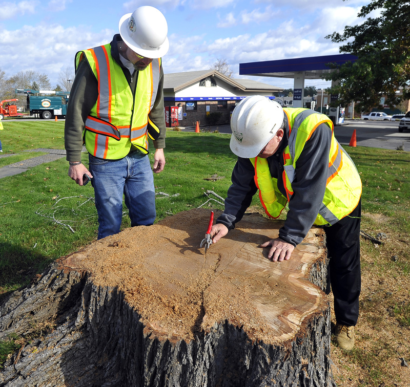 Scarborough’s director of public works, Mike Shaw, left, and Tim Lindsay of Bartlett Tree Experts count the rings in Elsa’s stump.