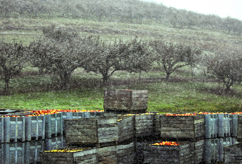 Crates of apples sit as the snow begins to fall at Brace's Orchard. Apple picking ended early in the afternoon due to the snowfall, but the farm was still open to buy, apples, cider, donuts and other treats. 10/25/20111 Aimee Dilger/The Times Leader