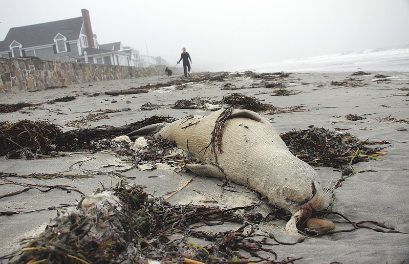 A seal carcass lies on the sand Sept. 29 at Jenness State Beach in Rye, N.H. Since early September, 94 dead harbor seals have been found from Maine to northern Massachusetts.