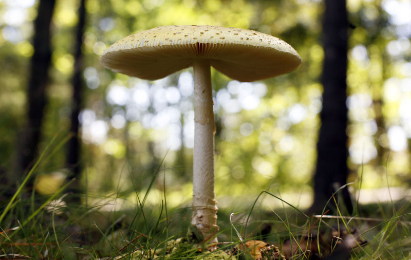 In this Sept. 16, 2011 photo, a mushroom grows at Winslow Park in Freeport, Maine. Maine. Rain from Tropical Storms Irene and Lee left behind a bumper crop of mushrooms on lawns and in forests across the Northeast.