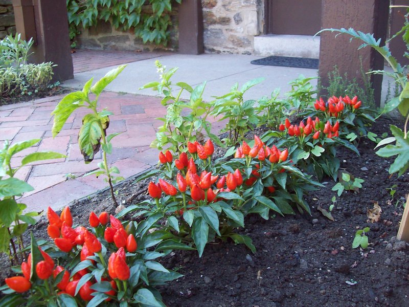 Hot peppers add a dash of color to the kitchen garden at the show house.