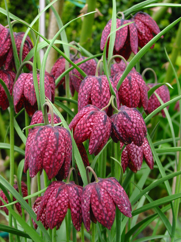 Fritillaria meleagris “is just a stunning little plant,” says Diana George Chapin of The Heirloom Garden of Maine in Montville.