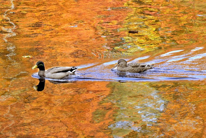 Mallard ducks swim up the Presumpscot River in Westbrook against a striking reflection of fall foliage.