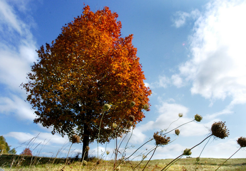 A maple tree’s fiery colors glow in the afternoon sun of a Pownal field.