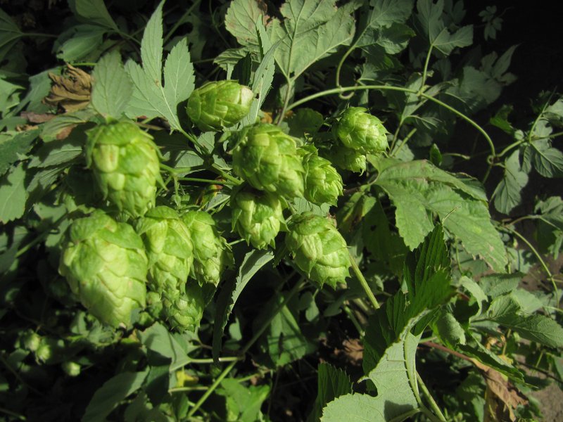 A pile of hops waits to be sorted at Perrault Farms in Toppenish, Wash.