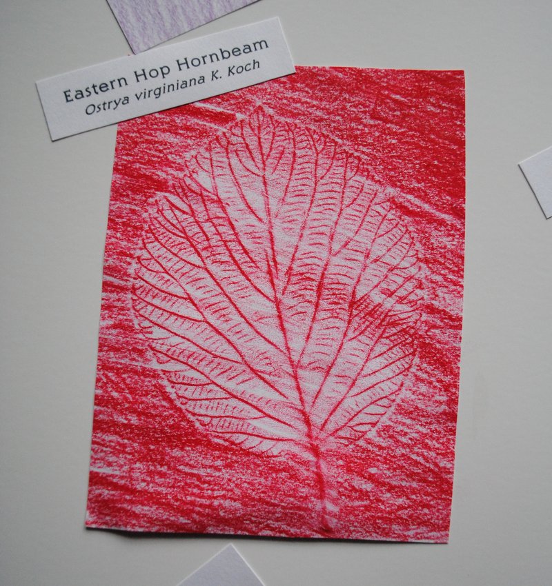 Crayon rubbings of leaves, like this one of a hornbeam leaf, can be part of a tree identification project.