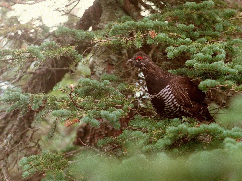 When scouting for grouse, look for the seeds, fruit and trees that provide their favorite meals.