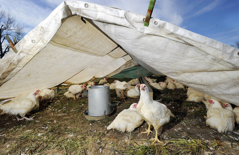 Chickens at Emma’s Family Farm seek shelter under a tarp. The farm produces up to 2,500 meat birds a year.