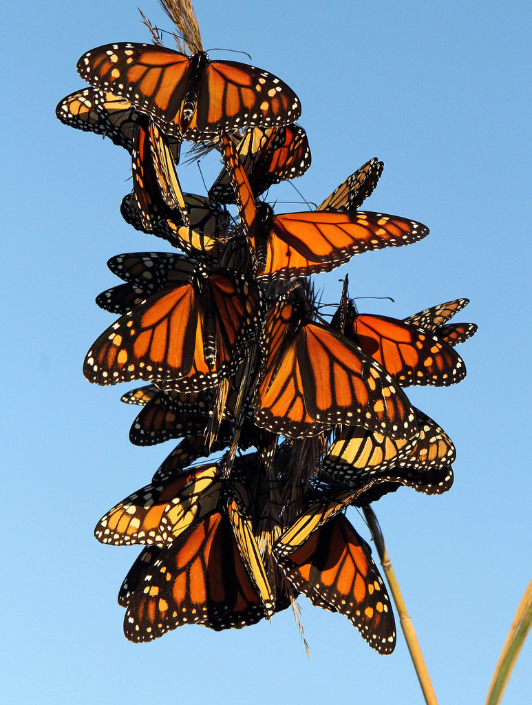 A group of monarch butterflies is seen along their migratory route at Stone Harbor Point, N.J.