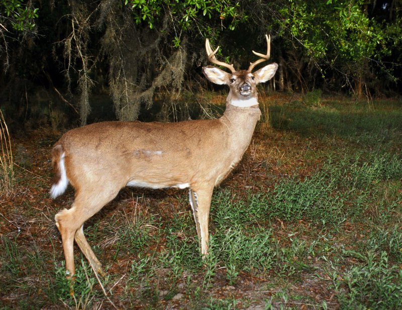 The Florida wildlife department uses this robotic deer to catch poachers.