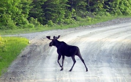 In this file photo, a moose crosses a road near Kokadjo, on the eastern side of Moosehad Lake. A small parasite is taking a big bite out of northern New England's moose population.