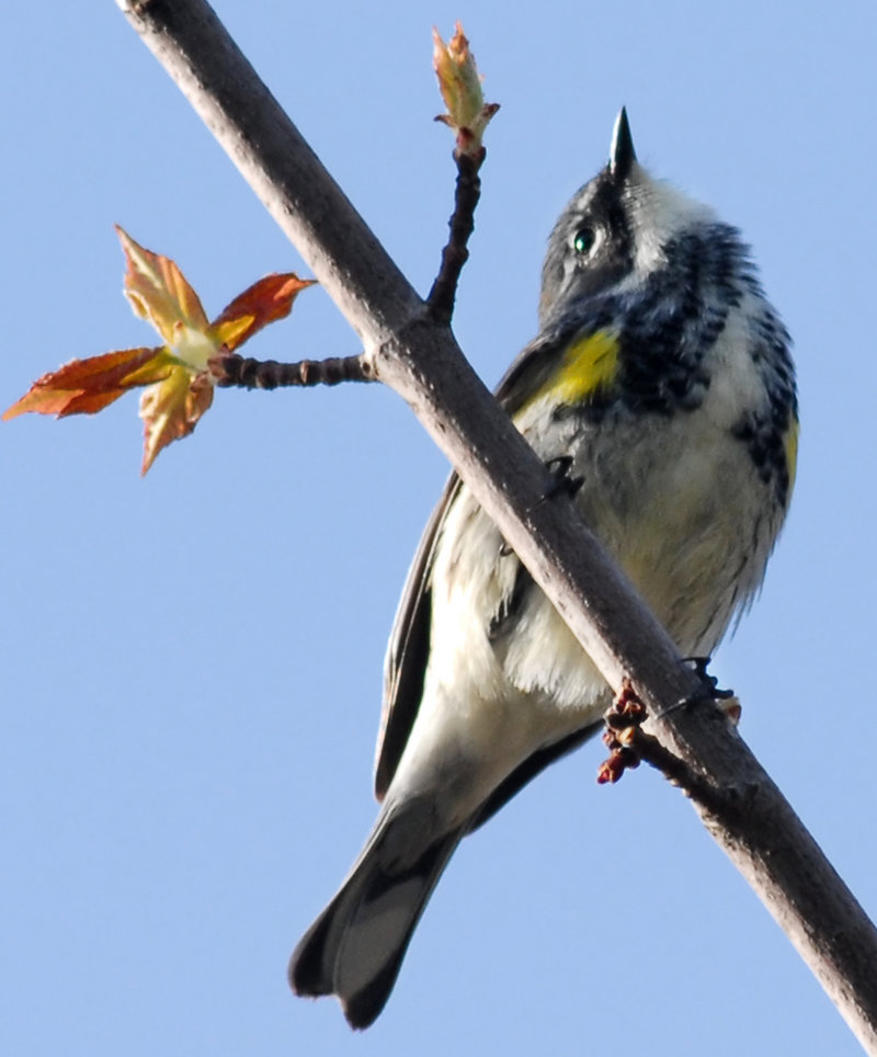 In addition to common warblers like this one, some unusual and exciting species have been spotted in Maine this fall.