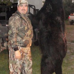 Huge Bear