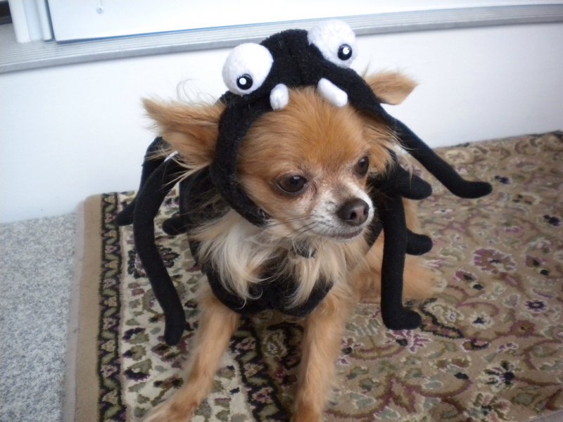 Karen Gallagher’s dog Fawn, wearing a spider costume