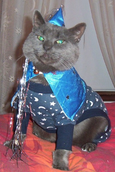 Bingo the cat, in his blue wizard costume, belongs to Hilda Taylor of Portland. His costume pairs dog pajamas with a doll’s princess outfit.