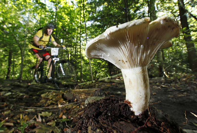 A mushroom sprouts just off-trail as Kyle Hildebrand of Ellsworth pedals by during a mountain bike race at Bradbury Mountain State Park in Pownal. Heavy rains from tropical storms have created a bumper crop of mushrooms on lawns and in forests across the Northeast.