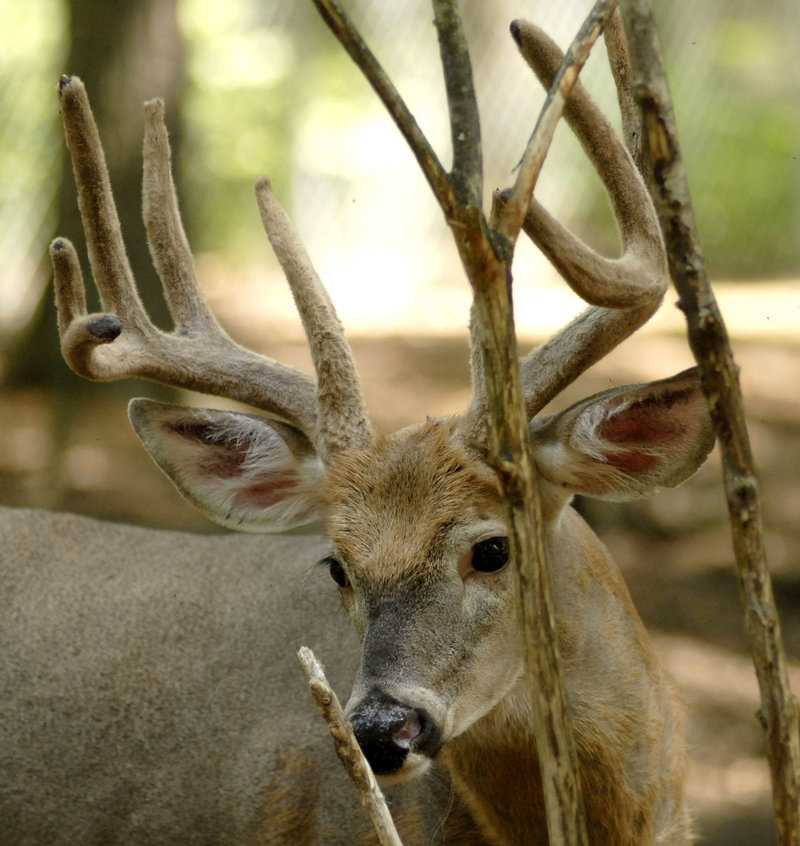 A scarce whitetail herd gave rise to an old Maine saying: “If it’s brown, it’s down,” meaning any legal deer is fair game.