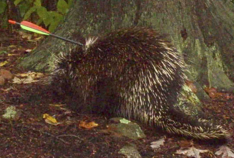 The Associated Press This is a two-line cutline that goes he This Thursday Oct. 20, 2011 photo released by the Danville, N.H., Police Department shows a porcupine with an arrow lodged in its back in the woods in Danville. Conservation officer Chris Mc Kee used a snare pole to rein in the porcupine, removed the arrow and release it back into the wild. (AP Photo/Danville Police Department, Wade H. Parsons)DANVILLE, N.H. (AP)  A porcupine is getting around a bit easier after a New Hampshire Fish and Game conservation officer and local police chief helped pull an arrow out of its back.Danville Police Chief Wade Parsons tells the Eagle-Tribune (http://bit.ly/p Ce YJm) the animal had to stop walking every four or five feet Thursday. He couldnt move forward without getting caught in the brush.Conservation officer Chris Mc Kee used a snare pole to rein in the porcupine  and took care not to come into contact with his quills. He said the arrow had missed muscle and bone.The porcupine ran off afterward. Mc Kee said the animal had been chattering and seemed to be in good health, otherwise.