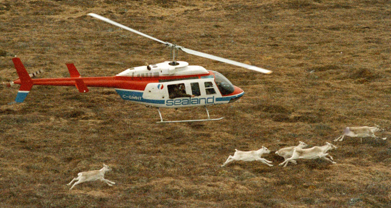 A helicopter with a wildlife official aboard chases caribou in Newfoundland, Canada, on Dec. 5, 1986. The flight was part of an ill-fated project to shoot caribou with a tranquilizer gun and relocate them to Maine to restock the state’s once-thriving population. Scenes like this one are included in a new book by former Maine fish and game spokesman Paul Fournier.