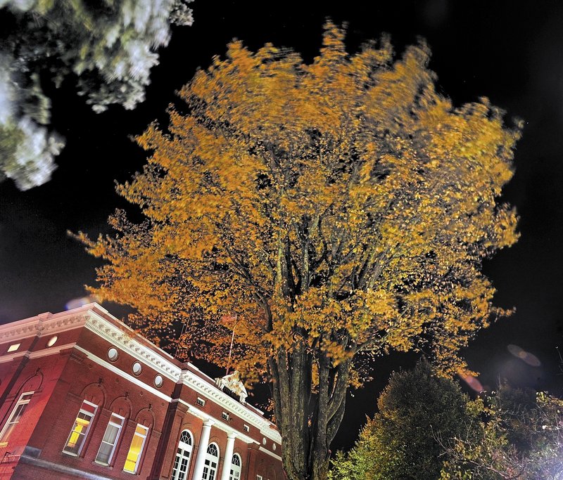 A massive 120-year-old elm tree stands tall outside the town hall in Castonguay Square in Waterville. When City Manager Mike Roy noticed some upper limbs were dying, he consulted with tree experts for help.