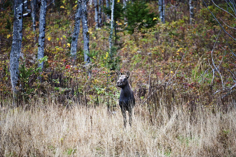 A Maine club’s food plot is visited by a cow moose. Although the plots, which are rich in protein from clover and oats, are intended primarily to aid whitetail deer, they also benefit moose, turkey, bear and some 50 species of songbirds, studies show.