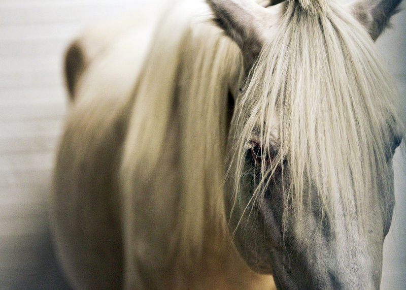 An emaciated horse rests at the University of Minnesota’s large-animal hospital in St. Paul. Since 2007, 600 horses have starved to death or been slaughtered in the state.