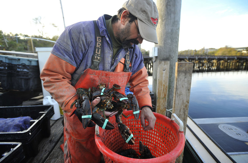 Lobsterman Mike Theiler pulls lobsters out of a basket in New London, Conn. Only about 30 full-time lobstermen are left in Connecticut.