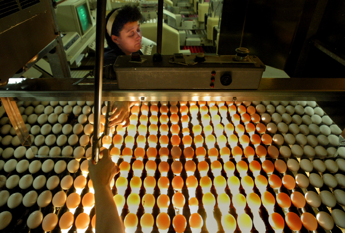Moark LLC of Fontana, Calif., will lease Quality Egg Farm of New England in Turner, Dorothy Egg Farm in Winthrop and Mountain Hollow Farms in Leeds for 10 years.