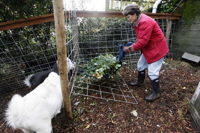 Jennie Grant puts yard cuttings into a holder for the morning feeding of her goats, Snowflake, foreground, and Eloise, at her home in Seattle. No stranger to urban farming, Grant cleared a 20-by- 20-foot patch of her yard, fenced it in, and added a shed, feeding stations, and the goat equivalent of a jungle gym.