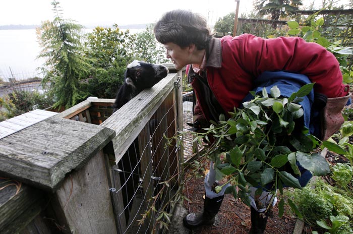 Jennie Grant leans down to greet Eloise before bringing in an armload of cuttings for a morning feeding in Seattle on Monday.