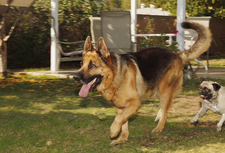 Luis Calderon's German shepherd, Buddy, and his wife's dog, Lola, right, run in El Monte, Calif. Calderon, a self-employed handyman, has a wife and two kids and says if Buddy needed a vet, he'd have to go through public services or use credit.