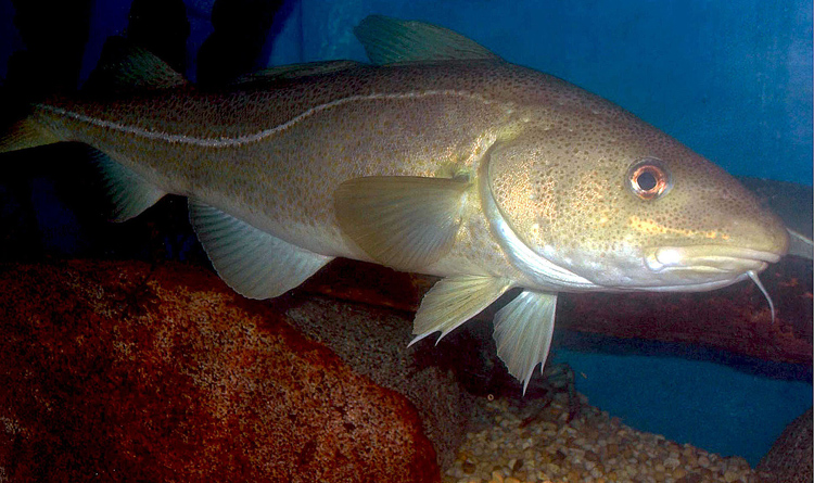Researchers now say cod has had weak reproduction and an earlier report may have included some bad projections.