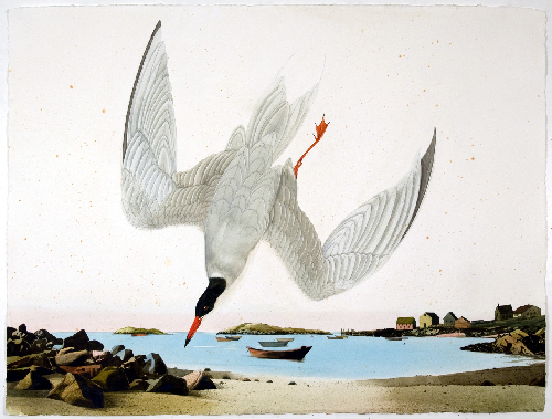 This 2010 artwork shows a tern on Monhegan Island. According to researchers, Maine baby terns are dying in record numbers, mostly due to starvation.