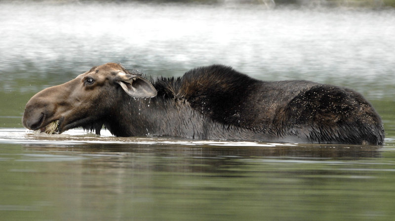 2006 file photo/The Portland Press Herald and Maine Sunday Telegram A cow moose grazes for underwater plants while feeding at Sandy Stream Pond in Baxter State Park.