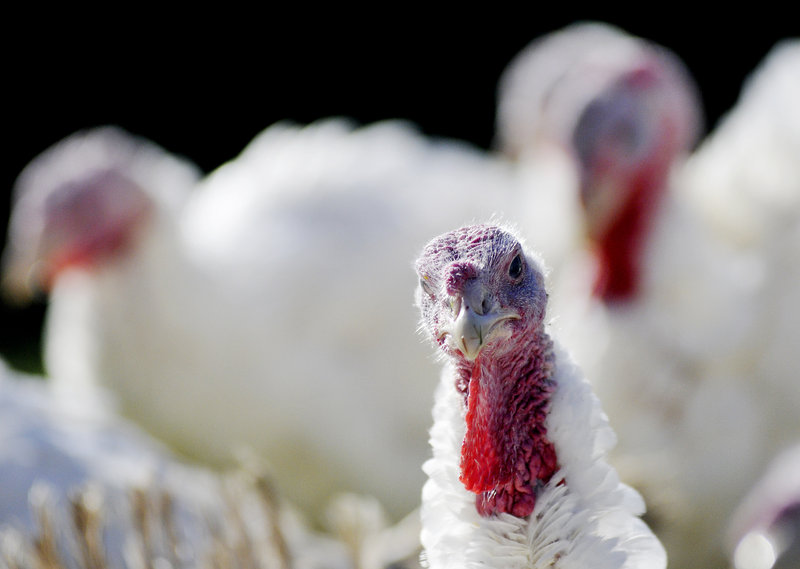 Whispering Winds Farm in Mechanic Falls is sold out of its organic, free-range turkeys for this year, and has a waiting list for next.