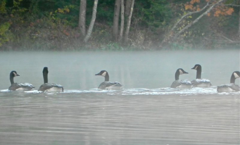 Canada geese will be making their way to a warmer climate, but for now they are enjoying being part of the scene on the Presumpscot.