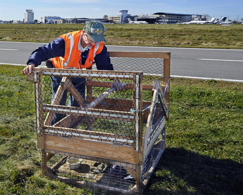 Keith Lynds, a maintenance worker at the Portland International Jetport, sets up a Swedish goshawk trap last week to capture raptors as part of the jetport’s bird-control program. The trap uses pigeons as bait, though the “prey birds” are separated by wire mesh to keep them safe from the raptors.
